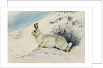Hare by Archibald Thorburn