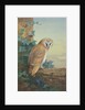 Barn Owl, 1916 by Archibald Thorburn