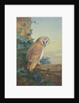 Barn Owl, 1916 by Archibald Thorburn