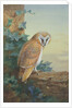 Barn Owl, 1916 by Archibald Thorburn