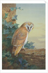 Barn Owl, 1916 by Archibald Thorburn