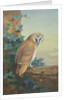 Barn Owl, 1916 by Archibald Thorburn