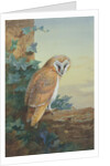 Barn Owl, 1916 by Archibald Thorburn