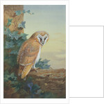 Barn Owl, 1916 by Archibald Thorburn