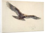 Eagle in flight, 1873 by Joseph Wolf