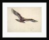 Eagle in flight, 1873 by Joseph Wolf