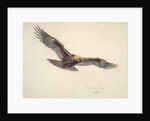 Eagle in flight, 1873 by Joseph Wolf