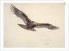 Eagle in flight, 1873 by Joseph Wolf