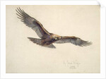 Eagle in flight, 1873 by Joseph Wolf