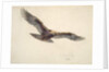Eagle in flight, 1873 by Joseph Wolf