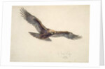 Eagle in flight, 1873 by Joseph Wolf