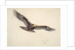 Eagle in flight, 1873 by Joseph Wolf