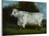 A shorthorn cow by English School