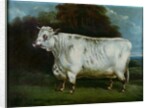 A shorthorn cow by English School
