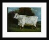 A shorthorn cow by English School