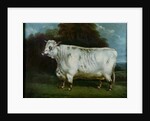 A shorthorn cow by English School