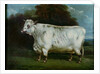A shorthorn cow by English School