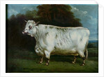A shorthorn cow by English School