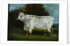 A shorthorn cow by English School