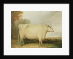 Portrait of a prize cow by John Vine