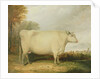 Portrait of a prize cow by John Vine