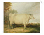 Portrait of a prize cow by John Vine