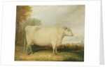 Portrait of a prize cow by John Vine