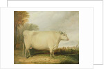 Portrait of a prize cow by John Vine