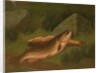 Brown Trout by A. Roland Knight