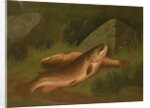 Brown Trout by A. Roland Knight