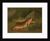 Brown Trout by A. Roland Knight