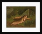 Brown Trout by A. Roland Knight