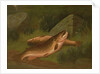 Brown Trout by A. Roland Knight
