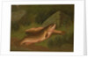 Brown Trout by A. Roland Knight