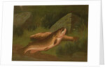 Brown Trout by A. Roland Knight