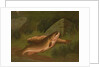 Brown Trout by A. Roland Knight