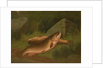 Brown Trout by A. Roland Knight