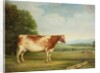 A Prize Shorthorn Cow in a Landscape by English School
