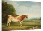 A Prize Shorthorn Cow in a Landscape by English School