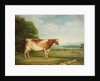 A Prize Shorthorn Cow in a Landscape by English School
