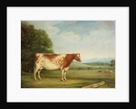 A Prize Shorthorn Cow in a Landscape by English School