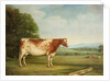 A Prize Shorthorn Cow in a Landscape by English School