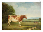 A Prize Shorthorn Cow in a Landscape by English School