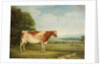 A Prize Shorthorn Cow in a Landscape by English School