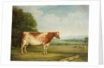 A Prize Shorthorn Cow in a Landscape by English School