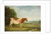A Prize Shorthorn Cow in a Landscape by English School