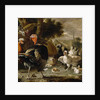 Poultry Yard, c.1668 by Melchior de Hondecoeter