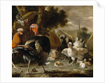 Poultry Yard, c.1668 by Melchior de Hondecoeter