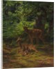 Deer in Repose, 1867 by Rosa Bonheur