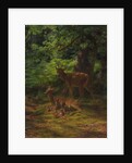 Deer in Repose, 1867 by Rosa Bonheur
